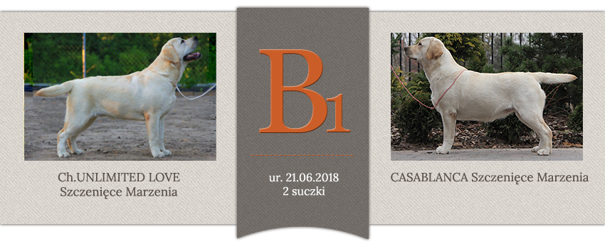 Miot B - Ch. UNLIMITED LOVE Szczenięce Marzenia x CASABLANCA Szczenięce Marzenia, ur.21.06.2018, 2 suczki