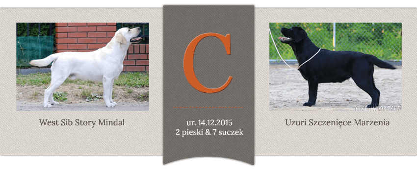 Miot C - West Sib Story Mindal x Uzuri Szczenięce Marzenia, ur.14.10.2015, 2 pieski i 7 suczek