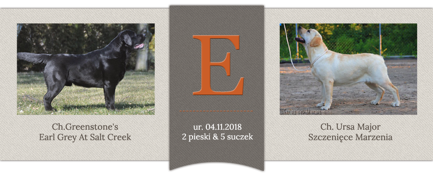 Miot E - Ch. Greenstone's Earl Grey At Salt Creek x Ch. Ursa Major Szczenięce Marzenia, ur.04.11.2018, 2 pieski i 5 suczek