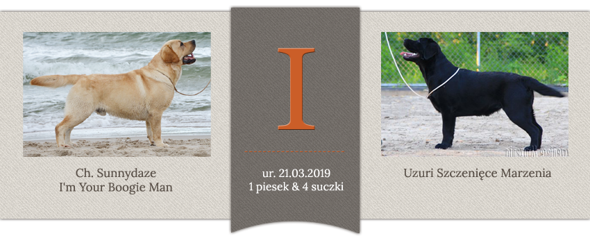 Miot J - BISS Can.Ch. Sunnydaze I'm Your Boogie Man x Uzuri Szczenięce Marzenia, 1 piesek i 4 suczki