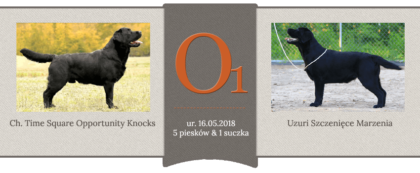 Miot O - Ch. Time Square Opportunity Knocks x Uzuri Szczenięce Marzenia, ur.16.05.2018, 5 piesków i 1 suczka