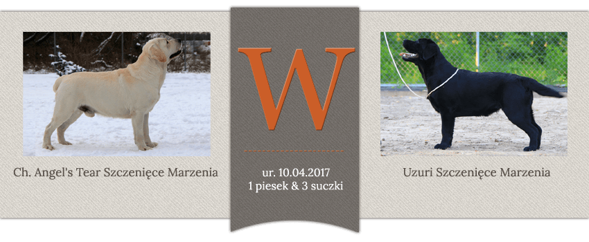 Miot W - Ch. Angel's Tear Szczenięce Marzenia x Uzuri Szczenięce Marzenia, ur.10.04.2017, 1 piesek i 3 suczki