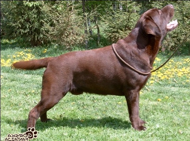 Litter S Szczeni ce Marzenia FCI Labrador Retriever kennel