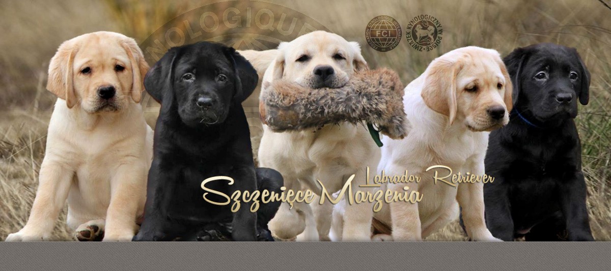 Labrador Retriever
