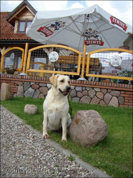 Galeria