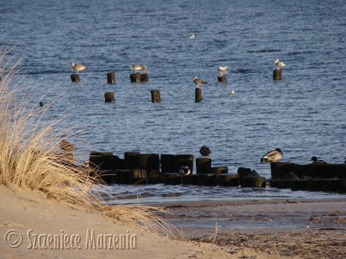 Galeria