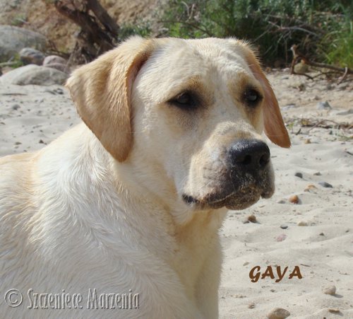 Galeria