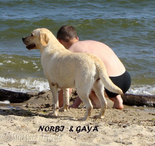 Galeria