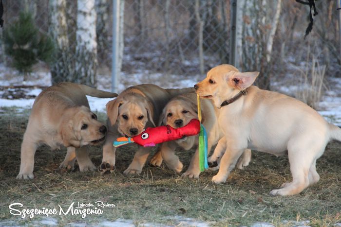 Gallery of puppies