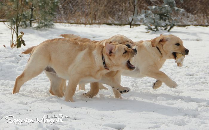 Gallery of puppies