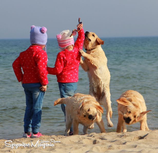 Gallery of puppies