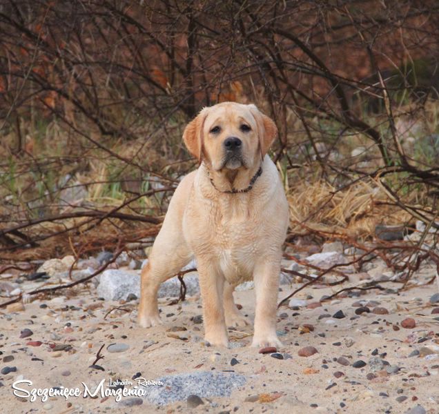 Labrador Retriever