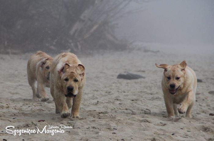 Gallery of puppies