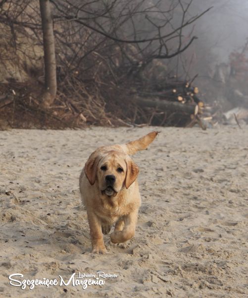 Labrador Retriever