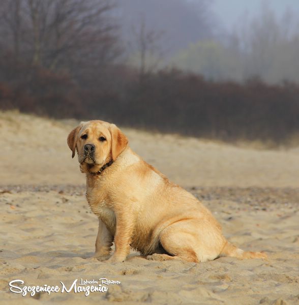 Labrador Retriever