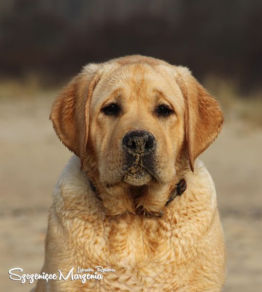 Labrador Retriever