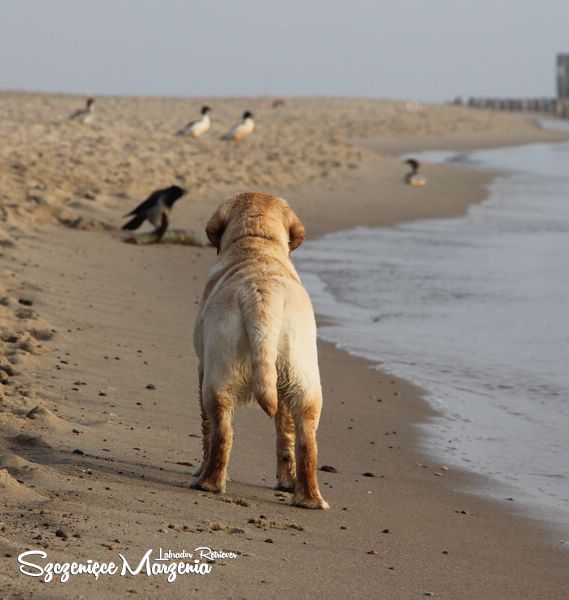 Labrador Retriever