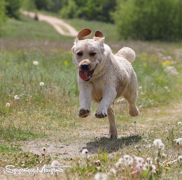 Labrador Retriever