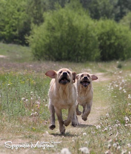 Labrador Retriever