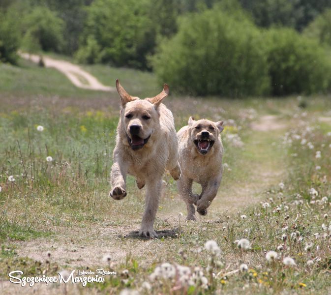 Labrador Retriever