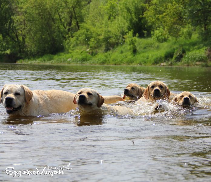 Labrador Retriever
