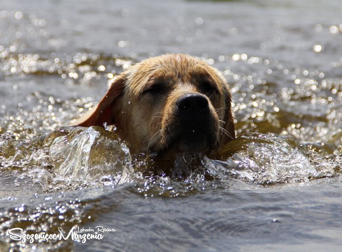 Labrador Retriever