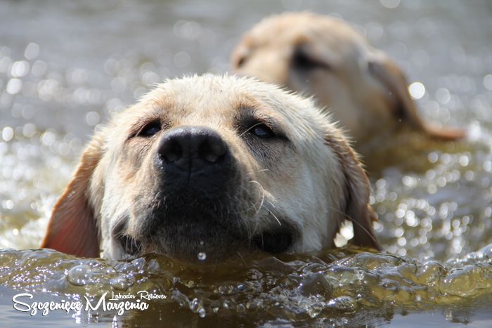 Labrador Retriever