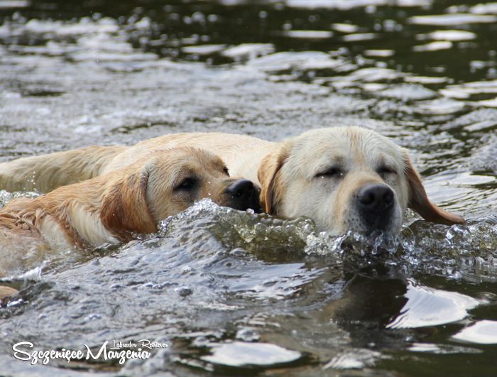 Labrador Retriever