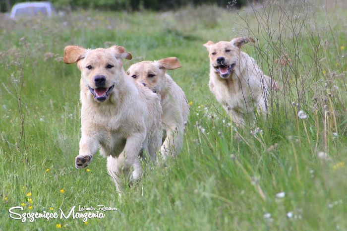 Labrador Retriever