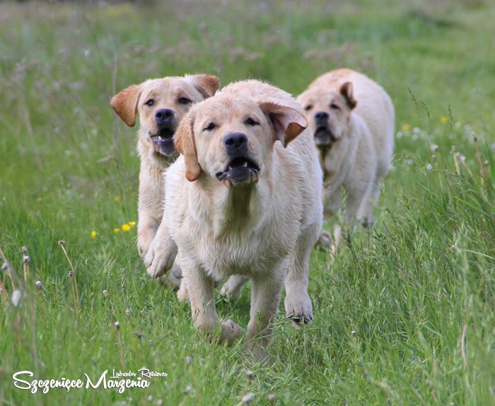 Labrador Retriever