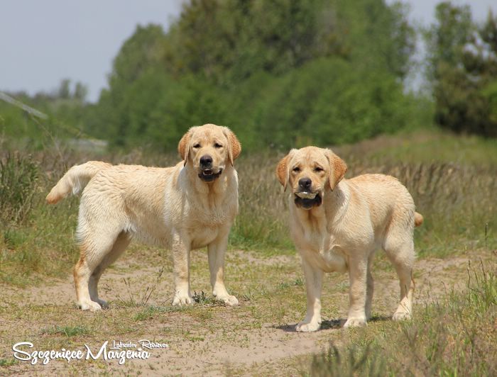 Labrador Retriever
