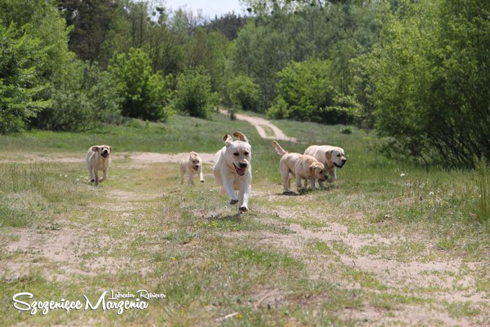 Labrador Retriever