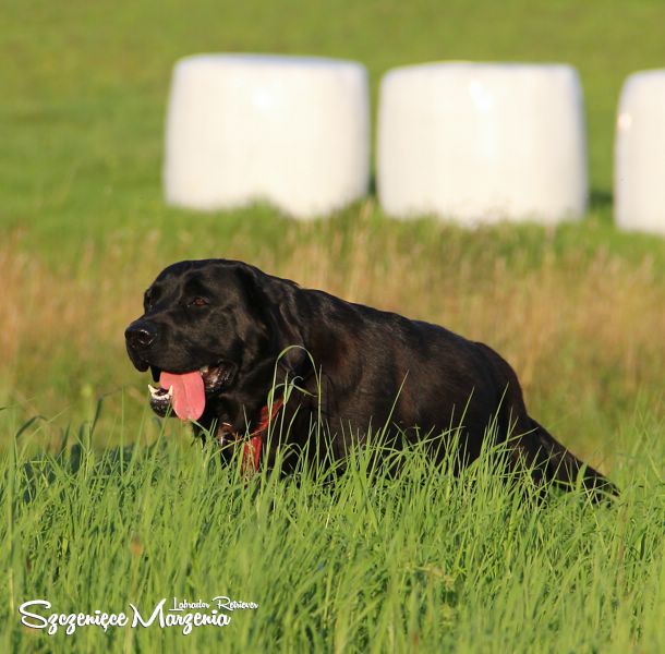 Labrador Retriever