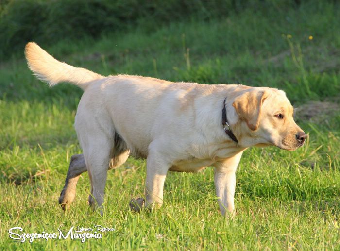 Labrador Retriever