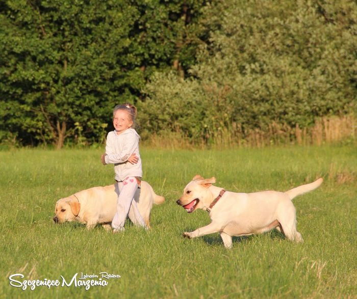 Labrador Retriever