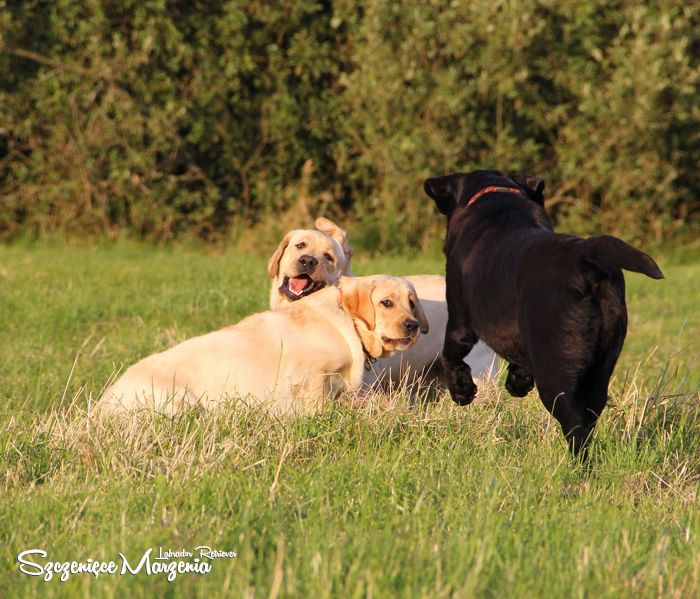 Labrador Retriever