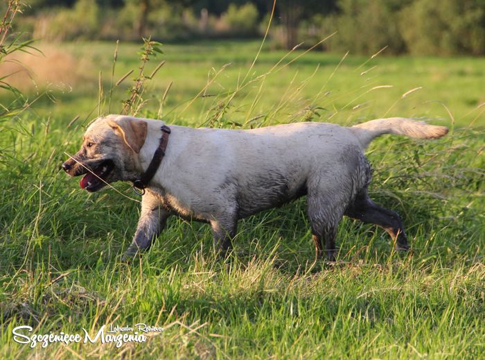 Gallery of puppies