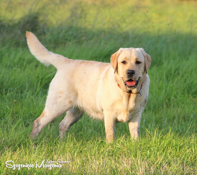 Labrador Retriever
