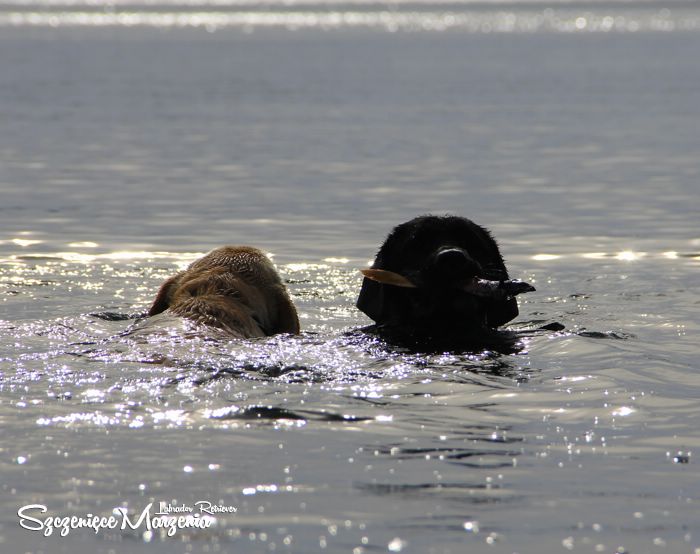Labrador Retriever