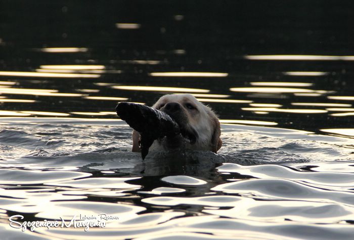 Labrador Retriever