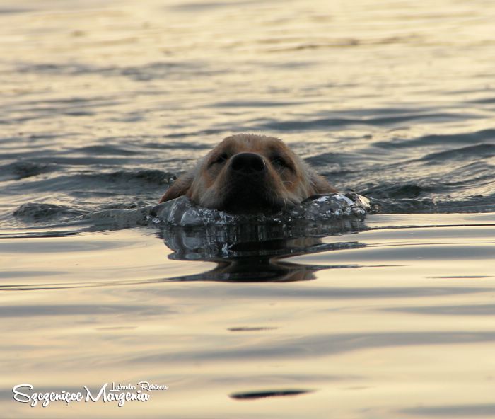 Labrador Retriever