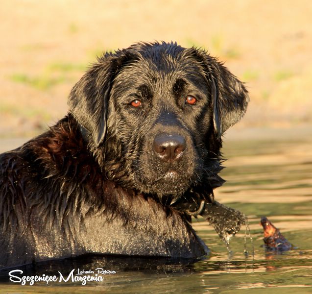 Labrador Retriever