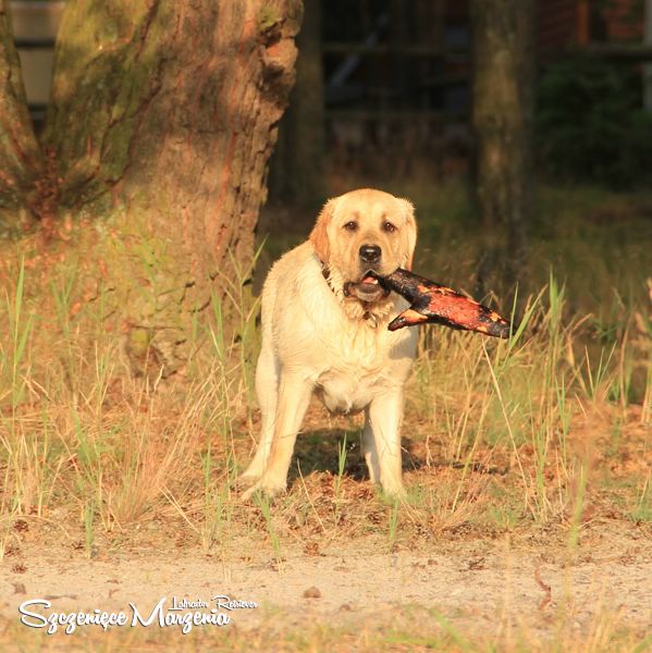 Labrador Retriever