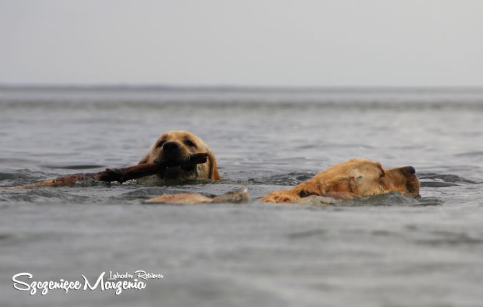 Labrador Retriever