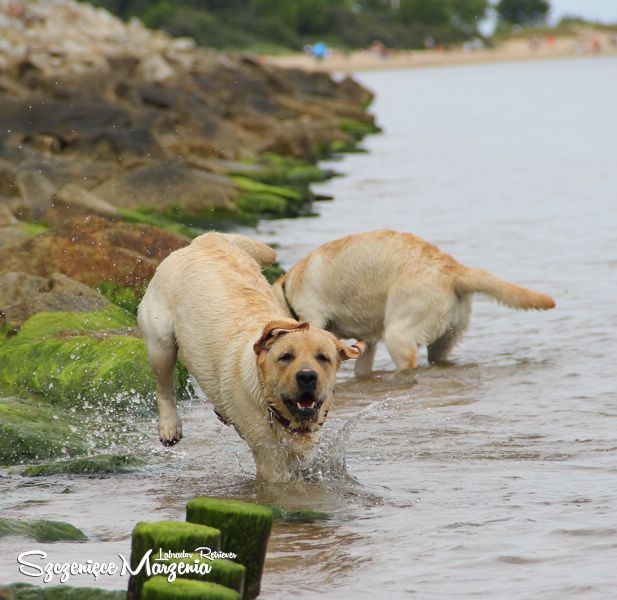 Labrador Retriever