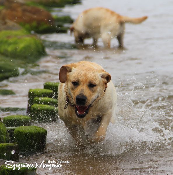 Labrador Retriever