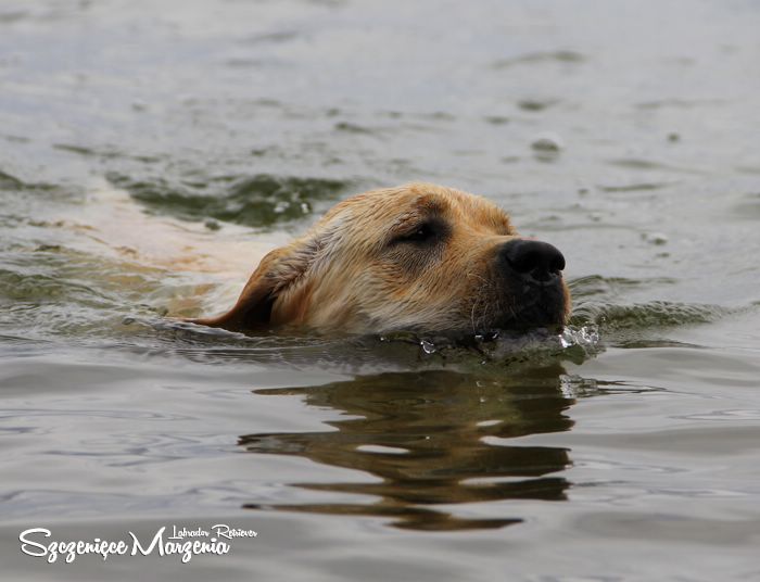 Labrador Retriever