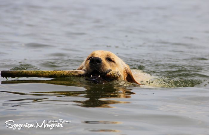 Labrador Retriever