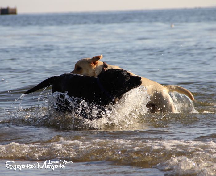 Labrador Retriever