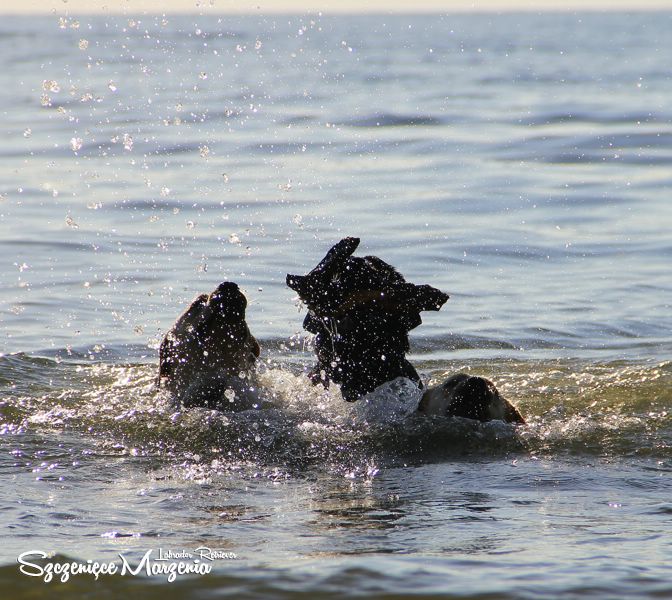Labrador Retriever